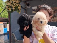 Toy poodle kıvırcık tüylü ıslak burunlar