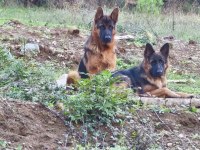 Şecereli Genç 15 Aylık Süper Bir Erkek Alman Kurdu