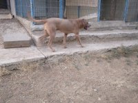 O bir alan koruma uzmanı cane corso