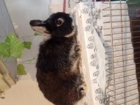 Orjinal cüce tavşan damızlık erkekler