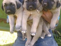 SAĞLAM KANGAL YAVRULARI