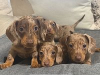 Çikolata ve çikolata Merle Dachshund yavrular