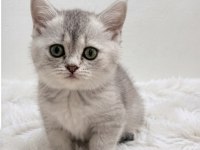 Silver Point British Shorthair Bebeğim