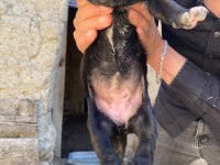 2 Aylık Yavru Cane Corso