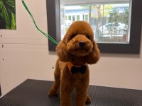 Oğlumuza dişi poodle eş arıyoruz