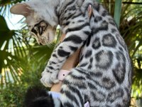 Faturalı Silver Bengal Yavruları