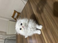 Scottish fold 3 aylık yavrular erkek