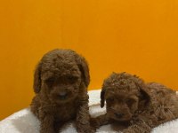 Mini Poodle Yavrularımız Yeni Yuvalarını Arıyor