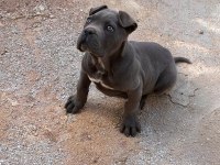 Yavru cane corso