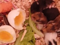 Hamster 2 adet yetişkin