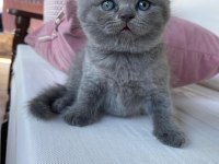 British shorthair yavrularımız