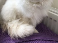 Kedimiz ücretsiz sahiplendirilecektir