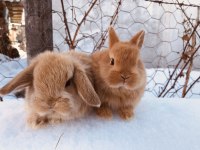 Cüce ve mini lop tavşanı bebeklerimiz