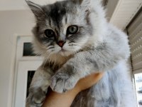 Yeşil gözlü aslan yeleli tombul British Longhair Kedimiz