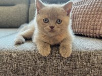 British shorthair dişi kedi yavrusu yuva arıyorum