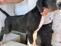 Danua yavrularımız yeni ailelerini bekliyor