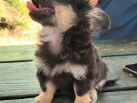 TEACUP CHİHUAHUA DİŞİ