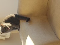 British shorthair erkek tosun gibi