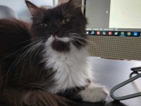 İki tane dişi British Longhair Cat