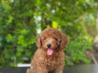 Dişi Poodle 4,5 kiloyu geçmez bu rakama bulamazsınız