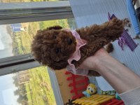 BABYFACE RED BROWN DİŞİ POODLE YAVRUM