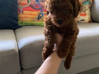 Toy poodle yavrularım orijinal