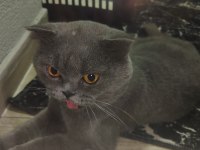 ACİL YUVA KEDİMİZE