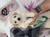 Bal Gibi Maltipoo Bebekler