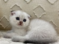 Bebek Kedilerimiz Kaliteli Yavru İsteyene