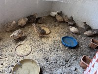 Etlik Bıldırcın ve kuluçkalık döllü yumurta