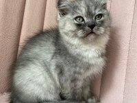 Safkan british longhair