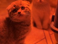 Türkiyenin en güzel scottish fold bebekleri