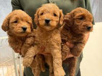 Teslime hazır maltipoo yavrularımız