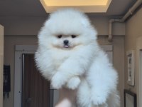 ÜST KALİTE KAR BEYAZ AYICIK YÜZ POMERANİAN BOO ERKEK