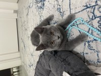 4 aylık british shorthair kedimiz çok akıllı ve uysaldır