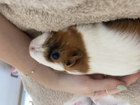 guinea pigs