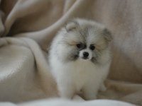 PARTY COLOUR POMERANİAN BOO