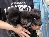 ÇİN ASLANI KÖPEĞİ