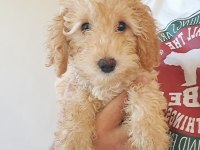 Minyatür poodle yavrular
