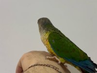 KONUR GÖKKUŞAĞI EL BESLEME EĞİTİMLİLER