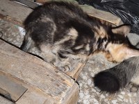 Anne baba Van kedisi kendisi siyah kardeşi Kırcalli