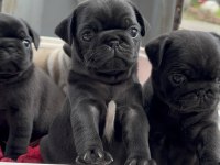 Pug siyah krem