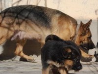 SAFKAN ALMAN KURDU IRK VE SAĞLIK GARANTİLİ