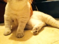 Uysal oyuncu british shorthair kedimiz