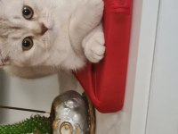 Bursa yavru british shorthair