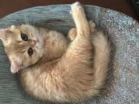 3 AYLIK GOLDEN BRITISH SHORTHAIR