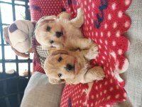 Orjinal kore maltipoo yavrularımız ust düzey