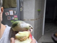 Konur papağanı 8 aylık