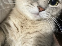 Beyaz British Shorthair