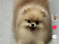 Pomeranian 1400 gr